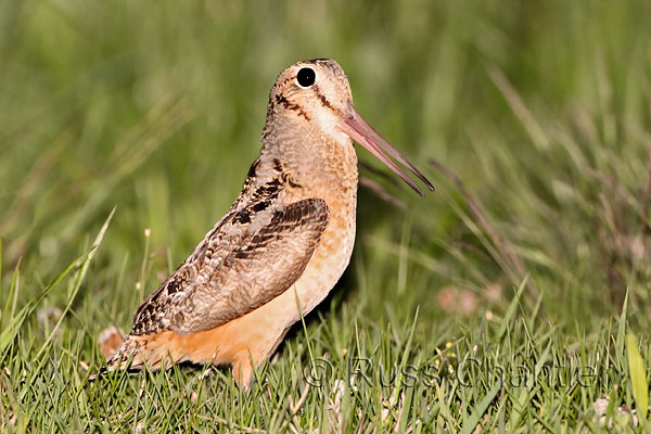 American Woodcock © Russ Chantler